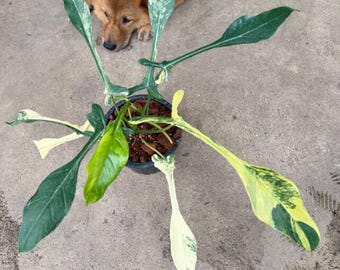 Rare Variegated Philodendron Joepii Aurea | 6" Pot
