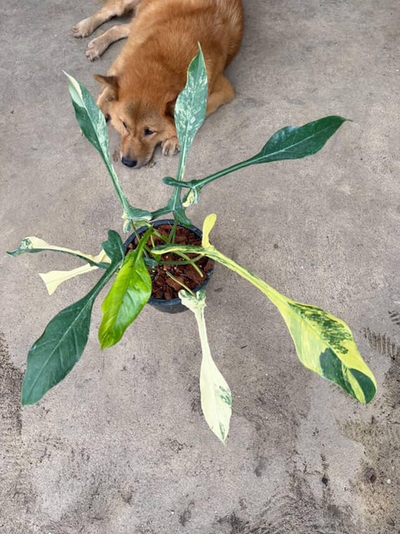philodendron toom Philodendron Cordatum main image 0