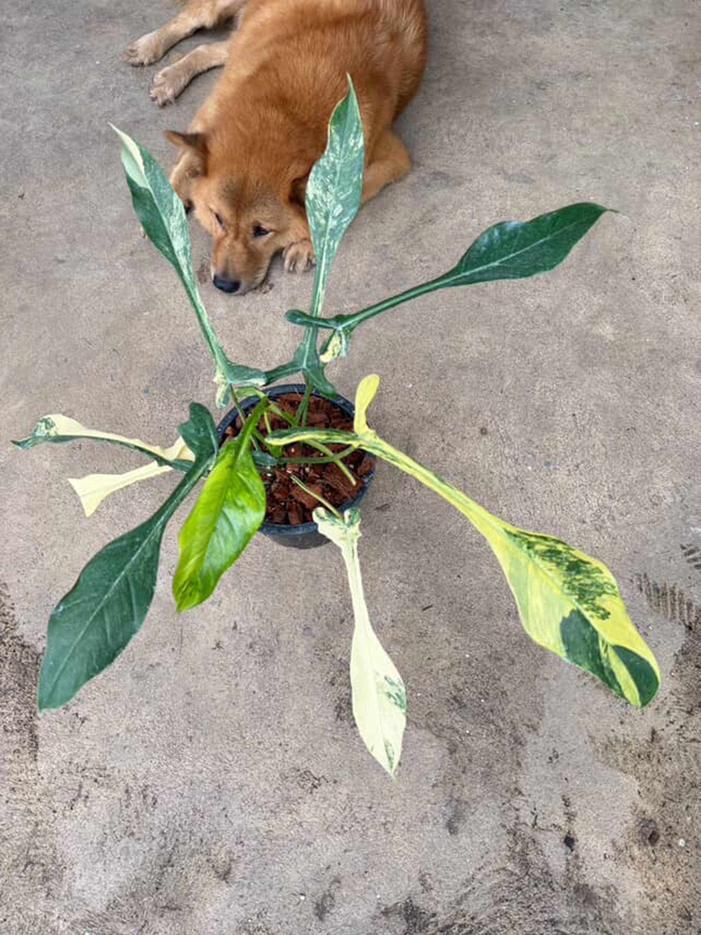Rare Variegated Philodendron Joepii Aurea | 6" Pot - Etsy