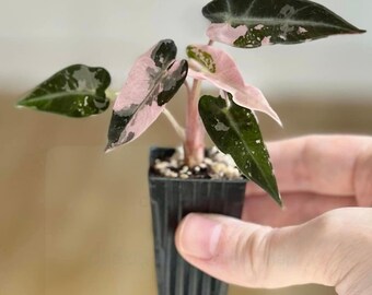 Alocasia Bambino Albo Pink Variegated Starter Plant Well