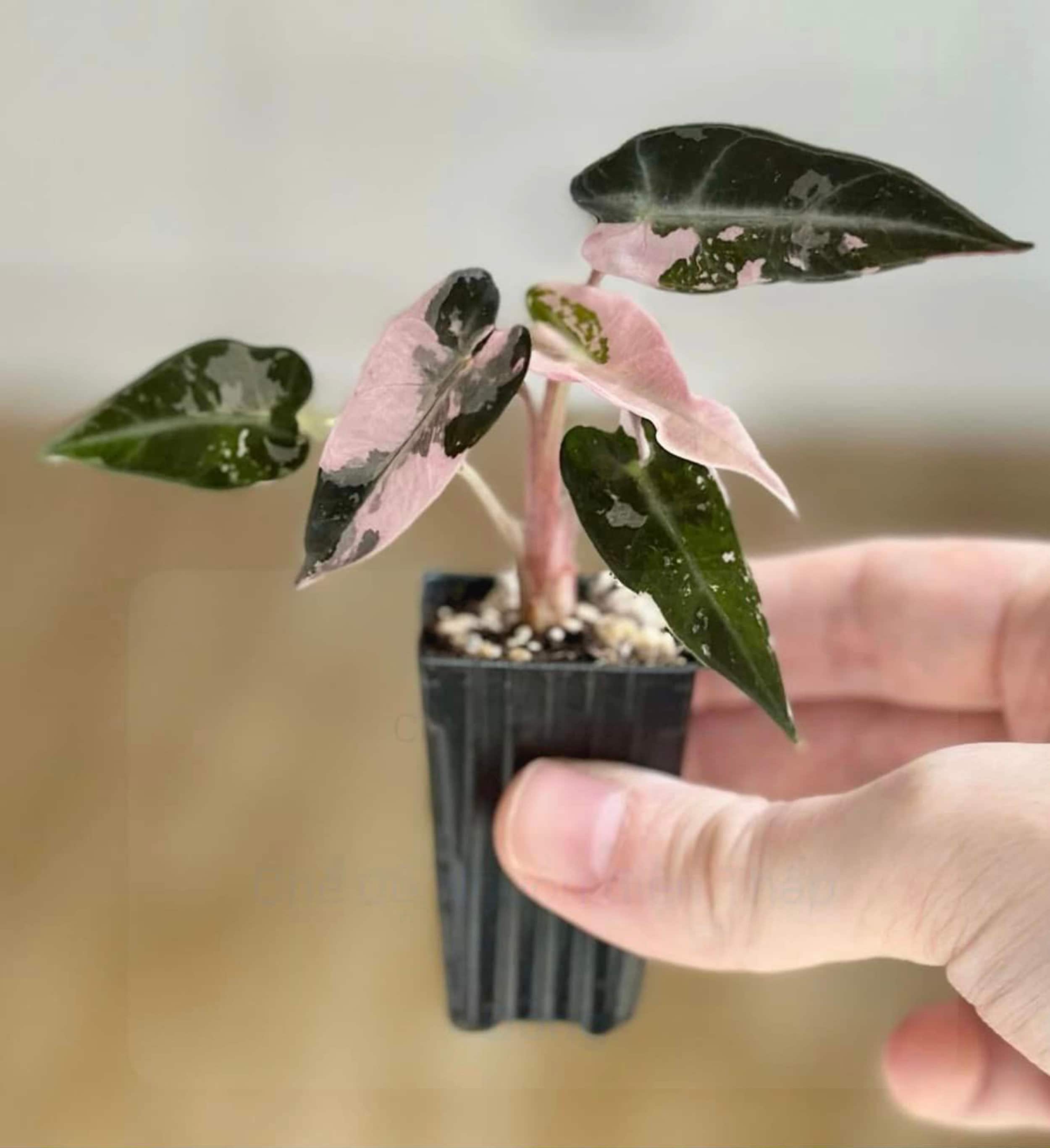 Alocasia Bambino Albo Pink Variegated Starter Plant Well