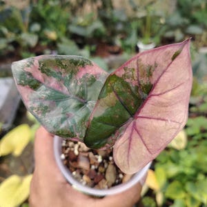 Alocasia yucatan princess - Etsy 日本