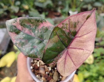 Variegated Pink Alocasia Yucatan Princess | 4" Potted Plant