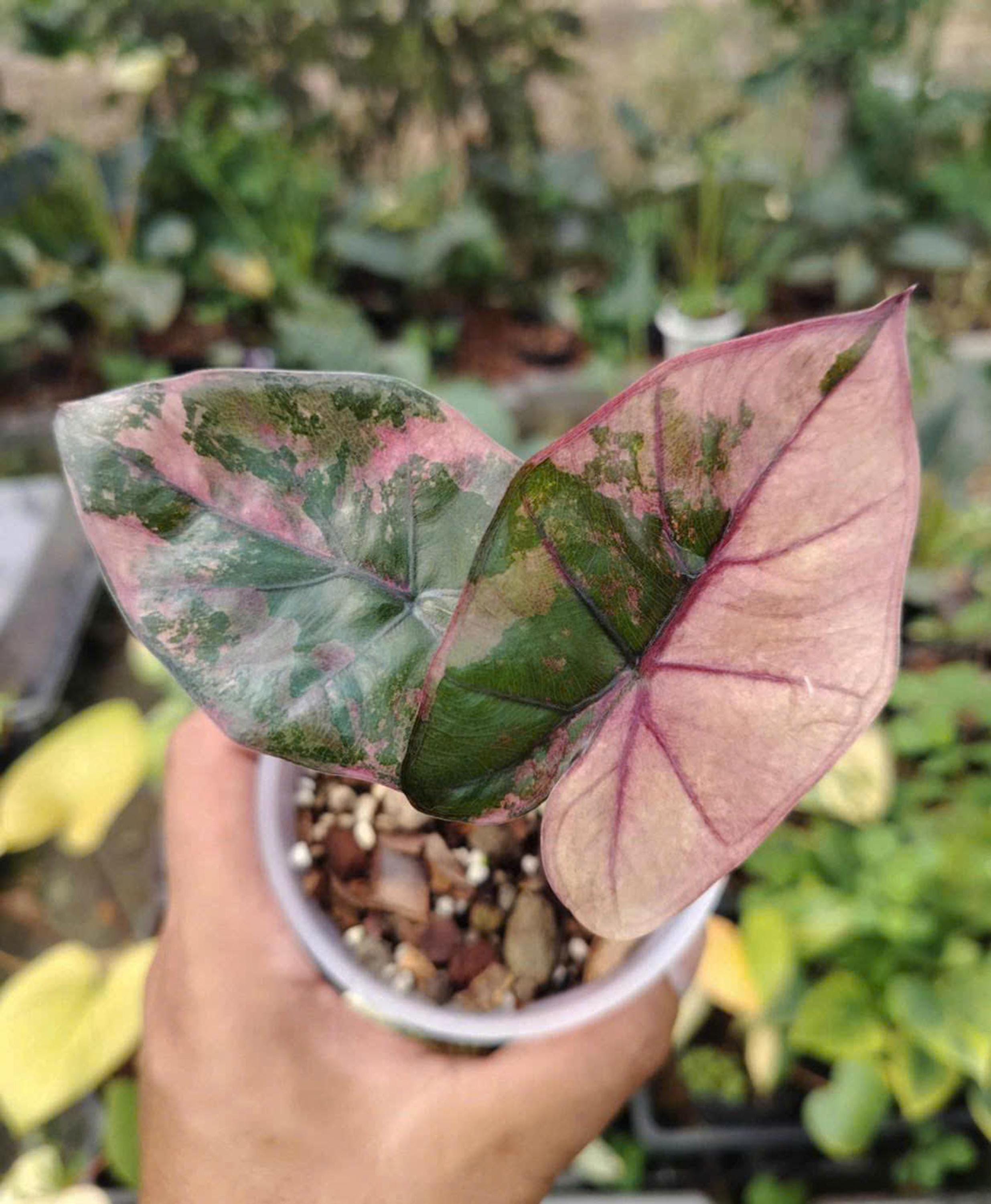 Alocasia yucatan princess - Etsy 日本