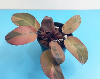 Philodendron black cardinal variegated