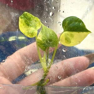 Anthurium larinervium variegated Seltene Pflanze - Gewebekultur (1 Pflanzen/Glasflasche, Tasche)