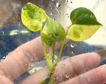 超絶希少】アンスリウム プテロダクティル バリエガータ 大株◎美斑