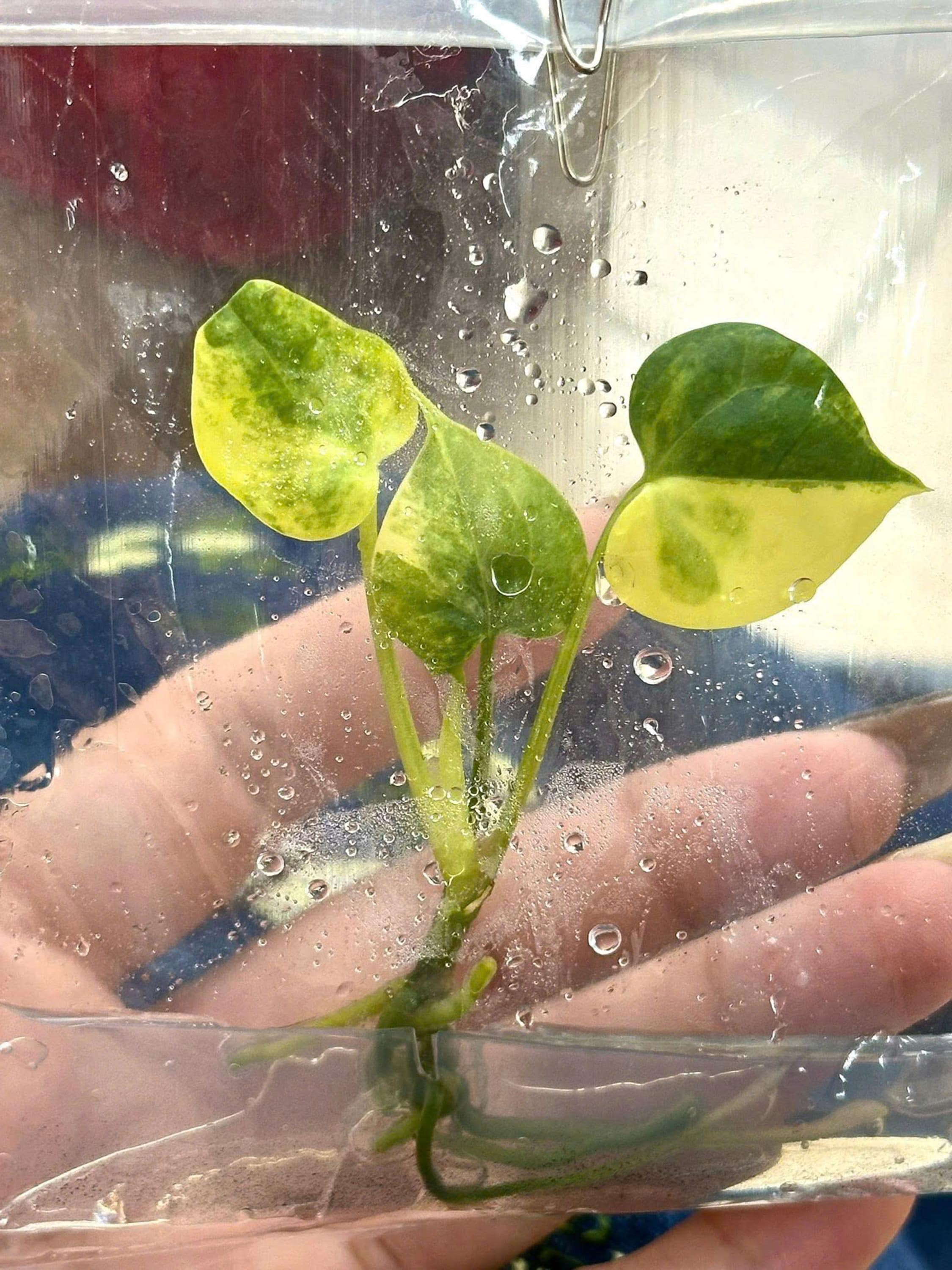 アンスリウム・クラリネルビウム 斑入り 希少植物 - 組織培養（植物1株