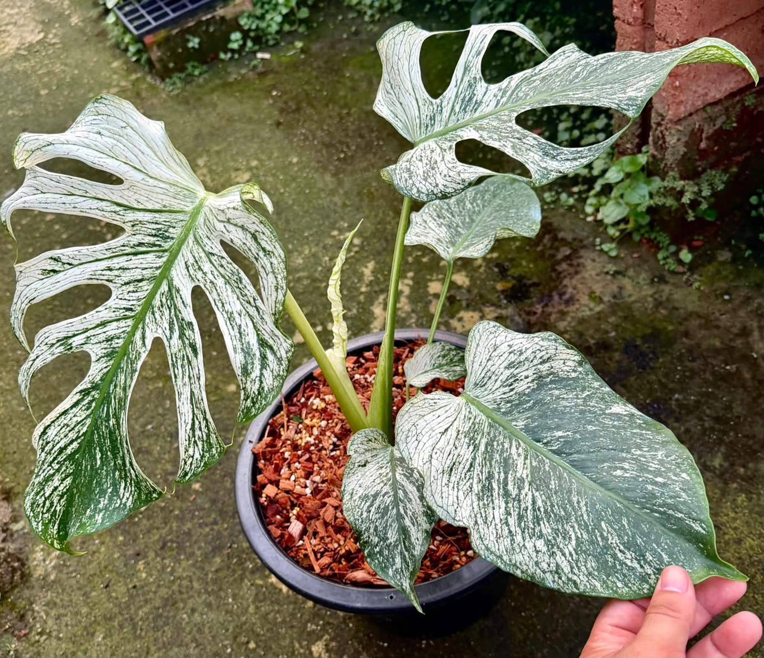 Exact Monstera Devil Monster, Well Variegated 6