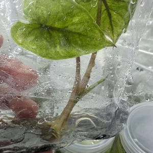 Alocasia serendipity goudbonte weefselkweekplant Zeldzaam