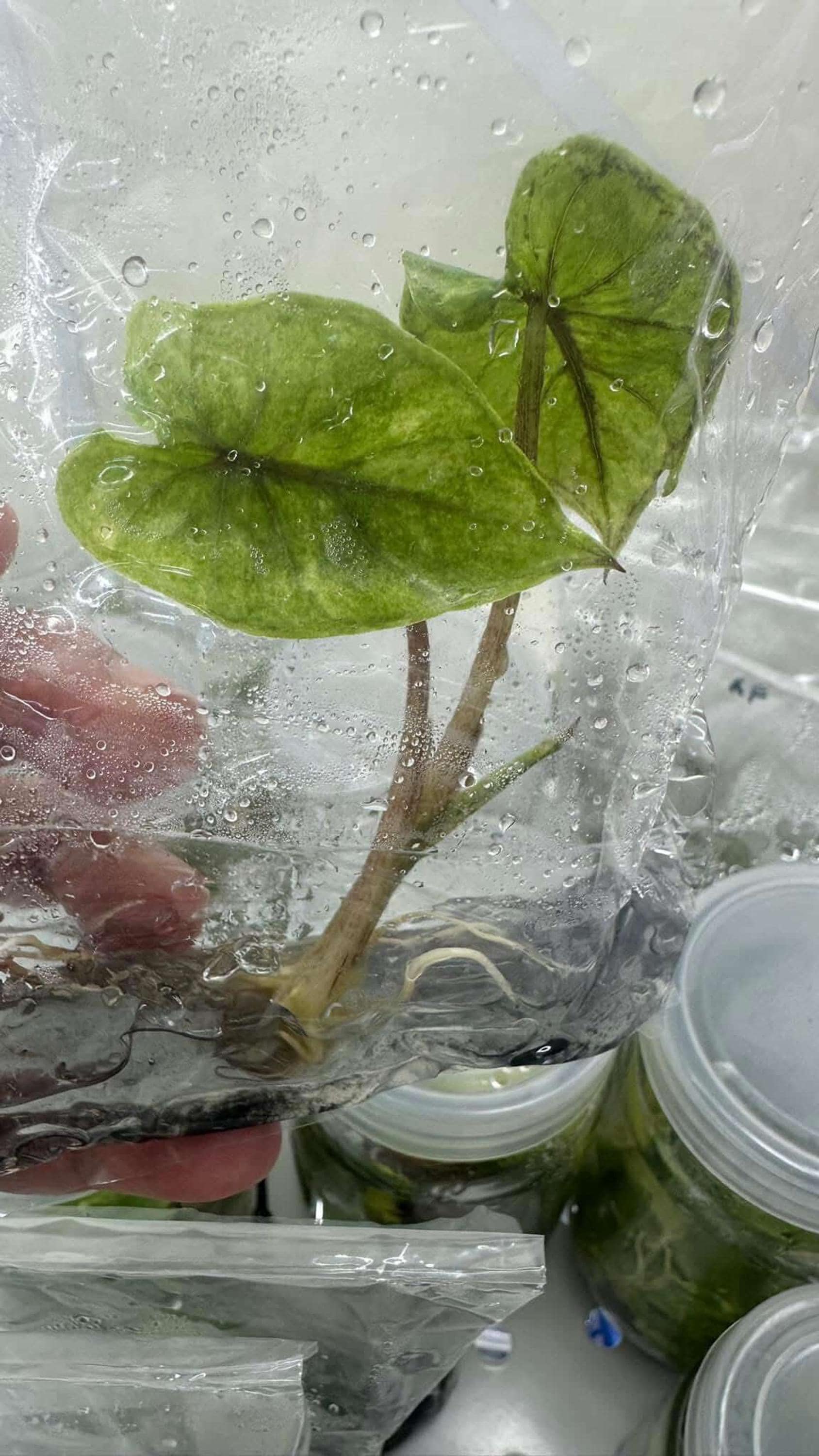 Alocasia cuprea pink - Etsy 日本