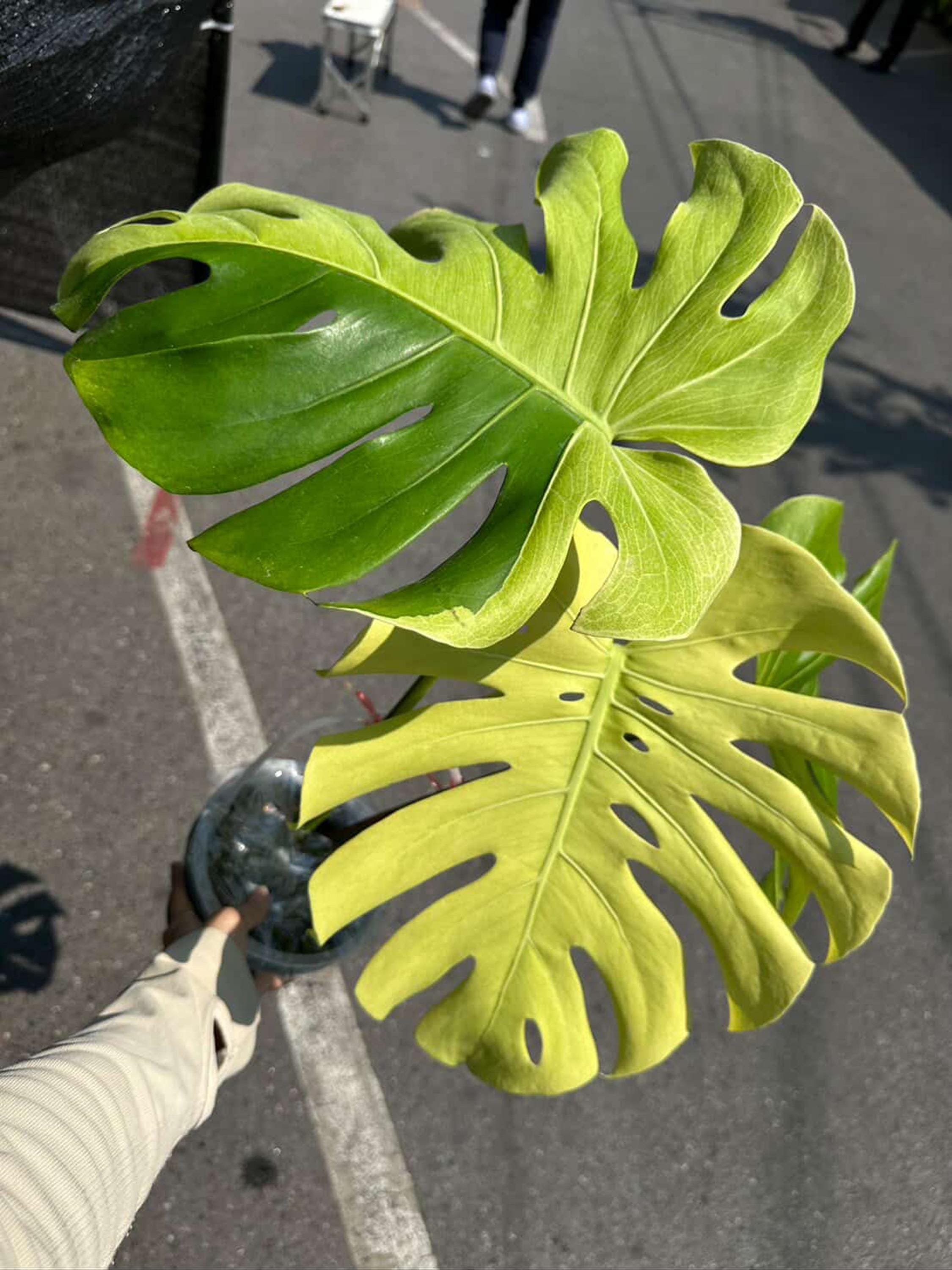 Monstera Blue Mint Variegated, Rare Plant, From 2 Leaves - Etsy