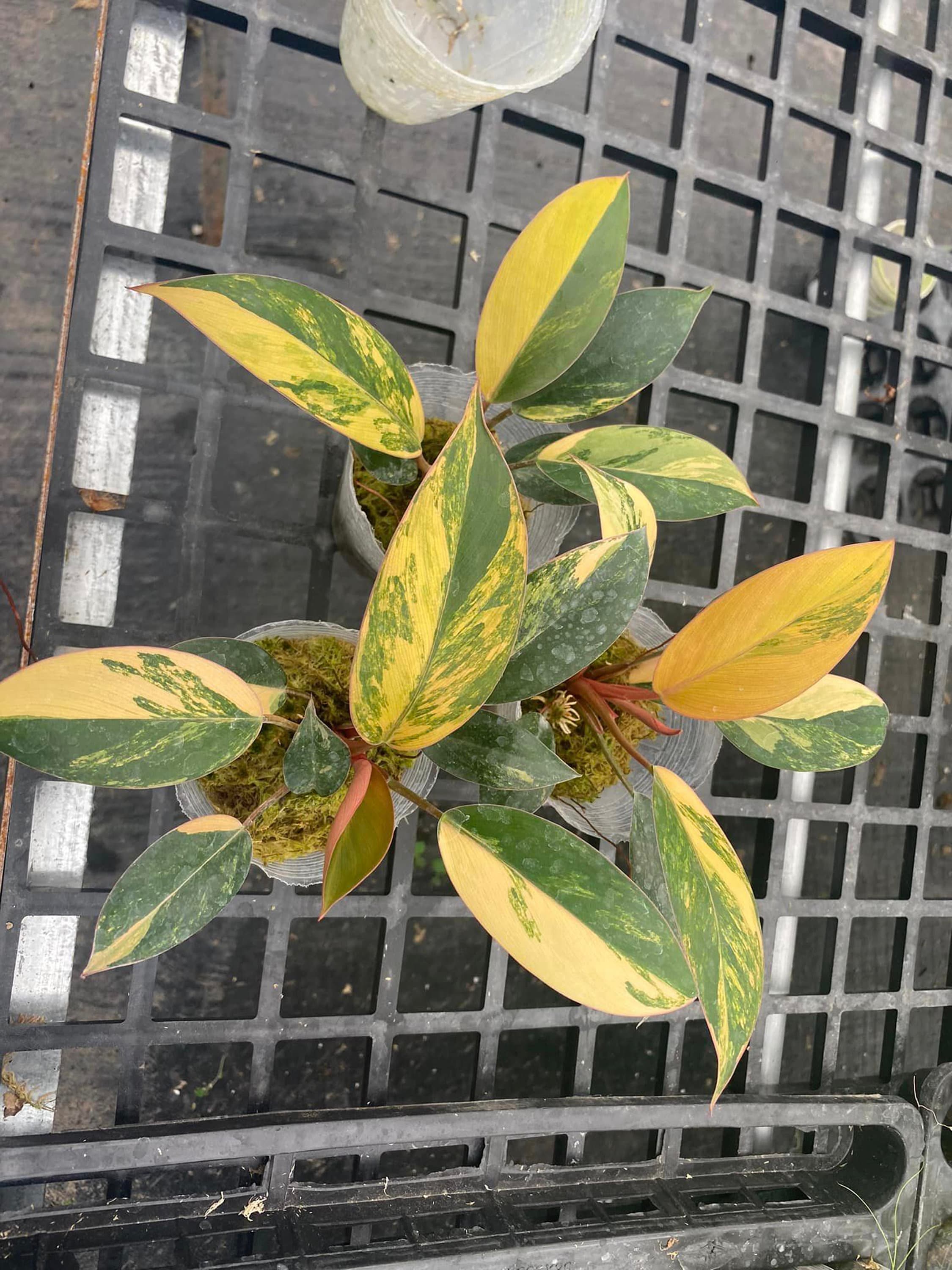 Variegated philodendron congo - Etsy 日本 ☆レア種特価