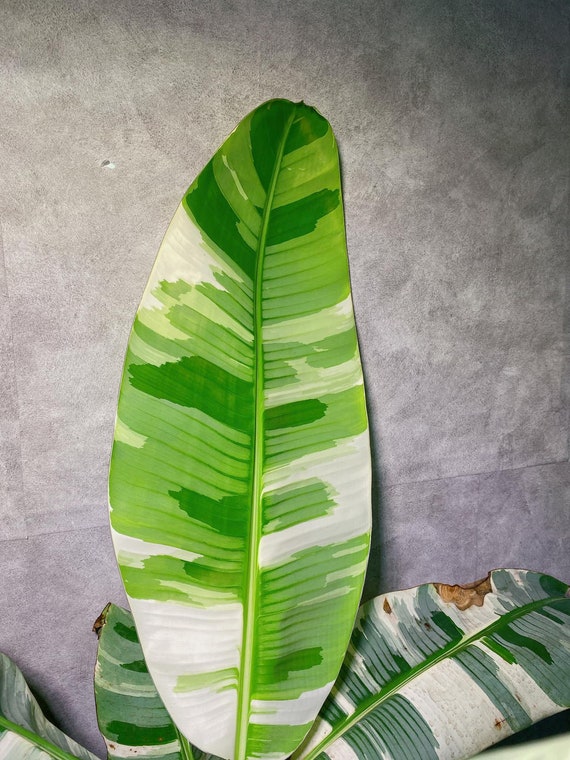 バナナ・ムサ・フロリダ斑入り | バナナ・ムサ・アエエ 5インチポット