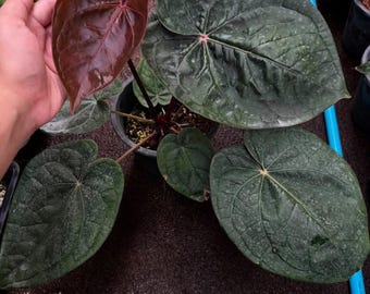 Anthurium Red Crystallinum x Luxurians, Rare 6" pot big size