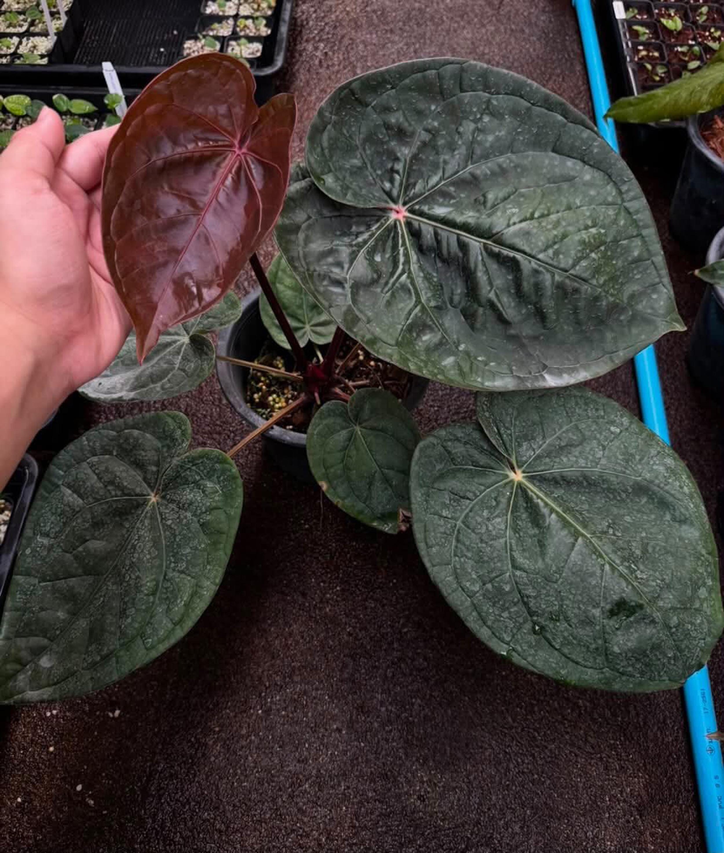 Anthurium crystallinum dark - Etsy 日本