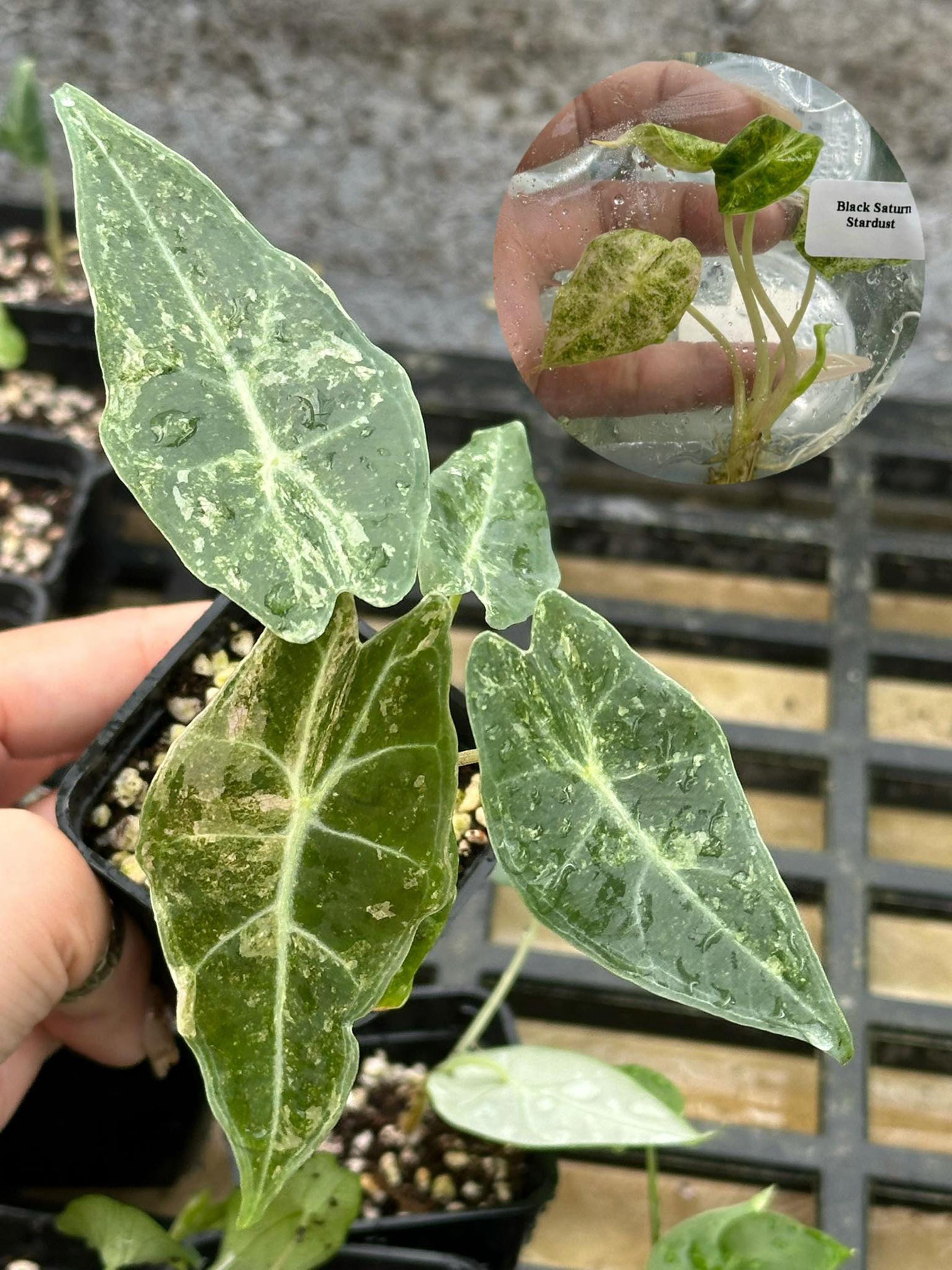 斑入りアロカシア ブラックサトゥーン スターダスト - 希少な組織培養