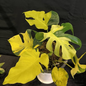 Monstera aurea lemon lime - Etsy France