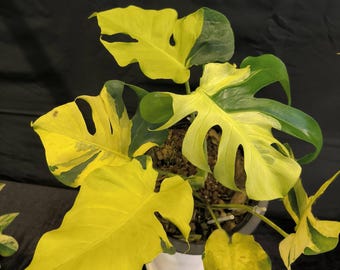 Monstera Yellow Lava, Variegated Plant 3" Pot - Etsy