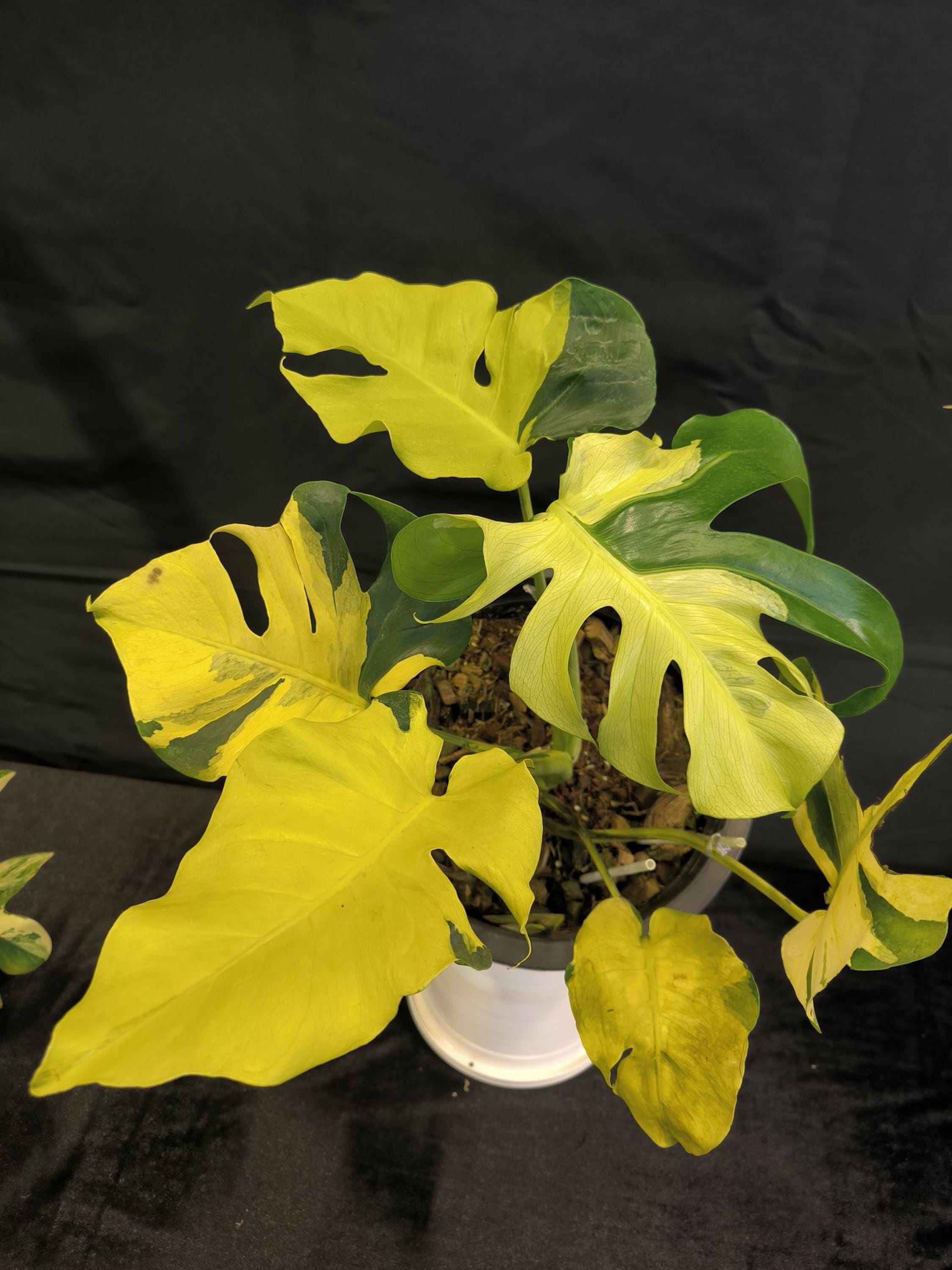 モンステラ・ポトス Yellow Monster (Mature plant) Monstera Yellow Lava, Variegated Plant 3