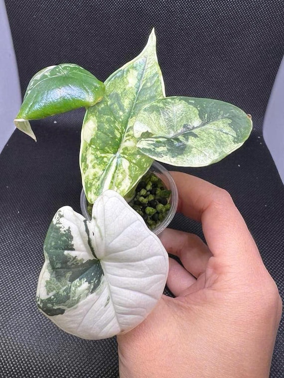 アロカシア　ビスマ　斑入り アロカシア・ビスマ・アルボ斑入り - 希少組織培養植物 - Etsy 日本