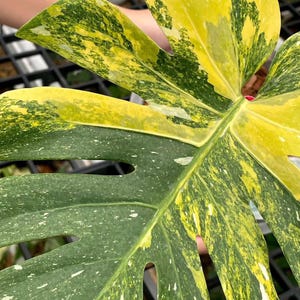 May include: Close-up of a variegated Monstera leaf. The leaf displays a mix of green and yellow hues with irregular patterns and fenestrations. The leaf is held by a person.