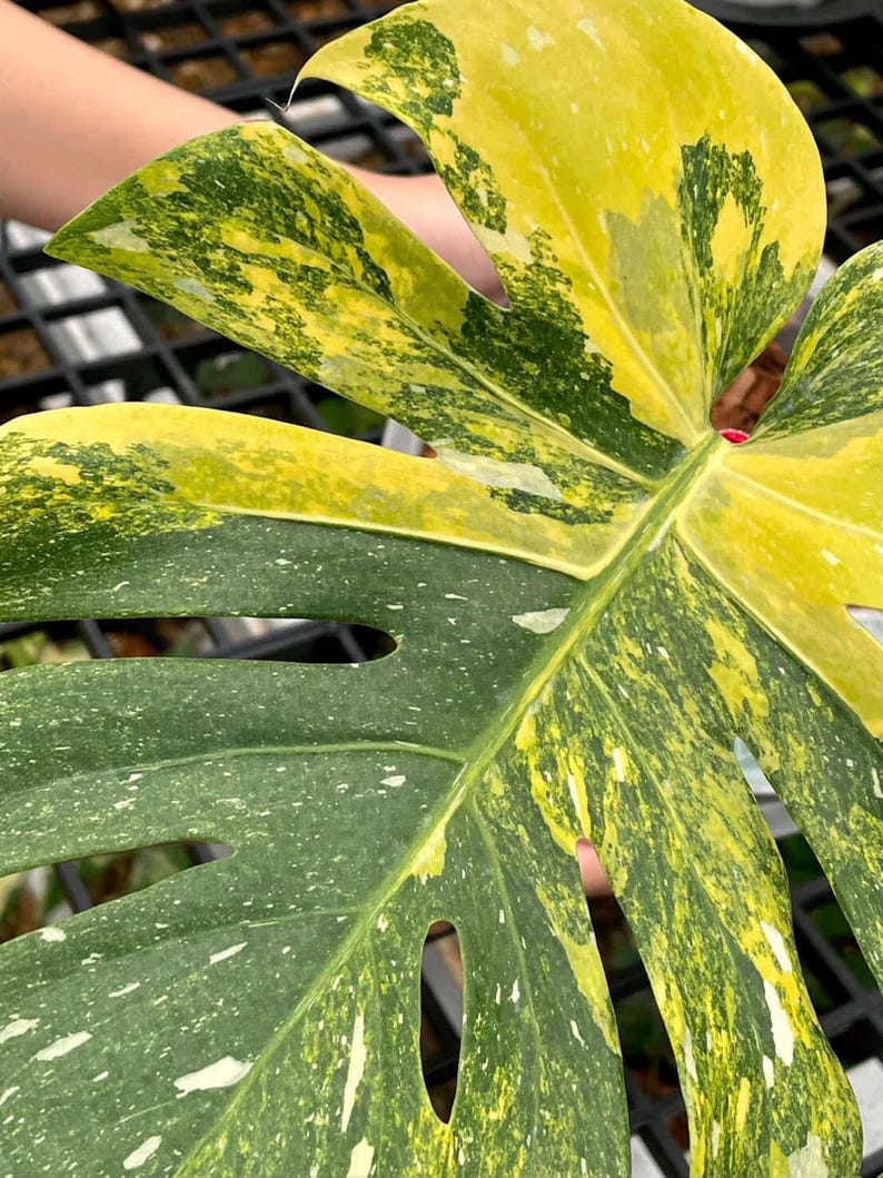 May include: Close-up of a variegated Monstera leaf. The leaf displays a mix of green and yellow hues with irregular patterns and fenestrations. The leaf is held by a person.