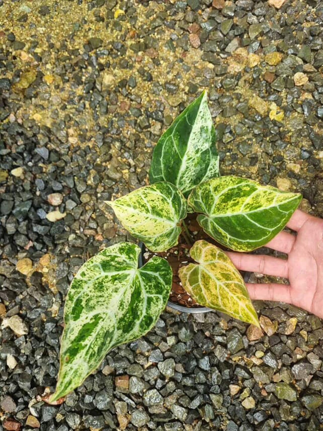 Anthurium Crystallinum Marble Variegated 6