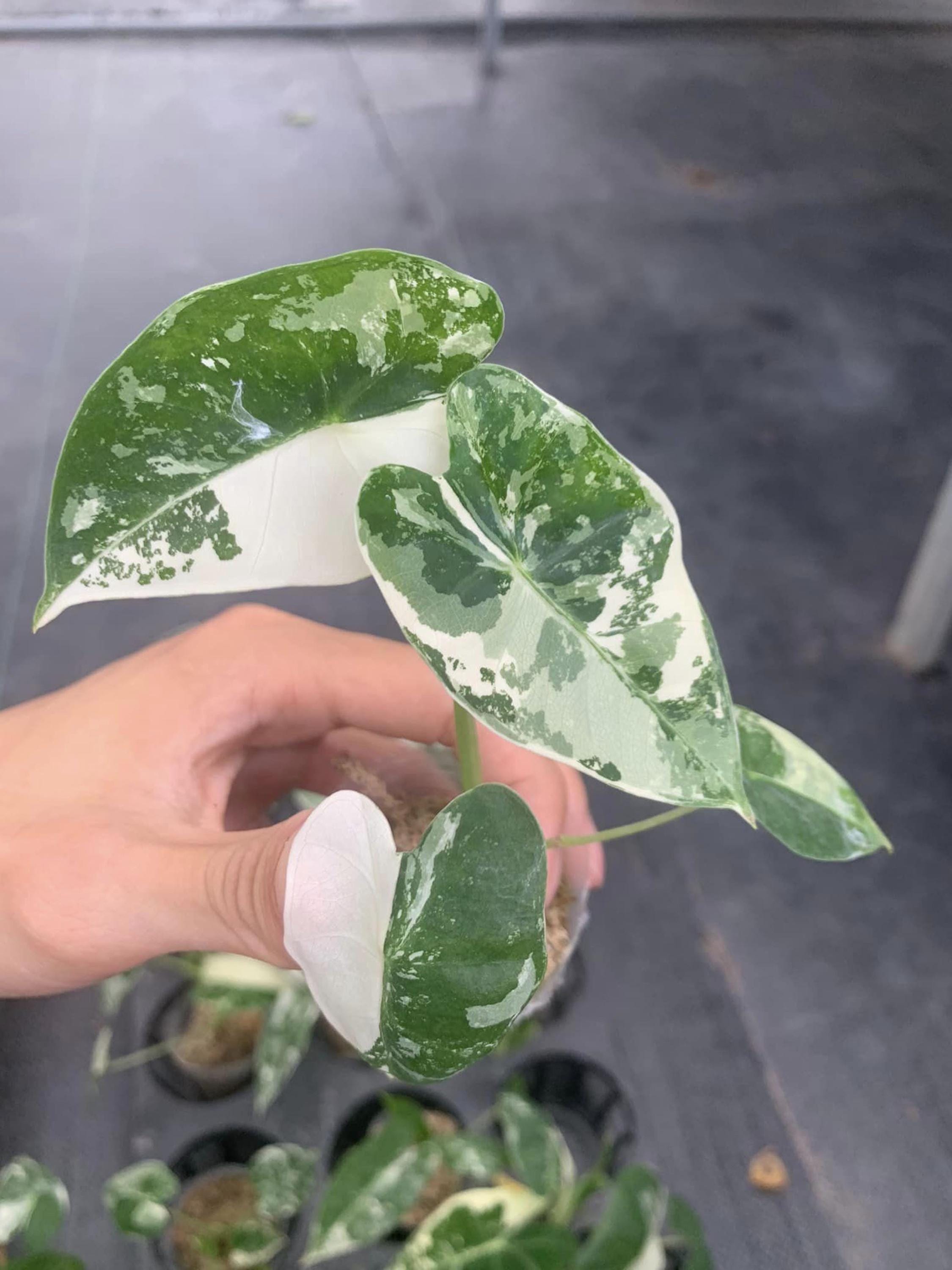 アロカシア フリーデック 斑入り 4インチポット 斑入り植物 - 栽培者の