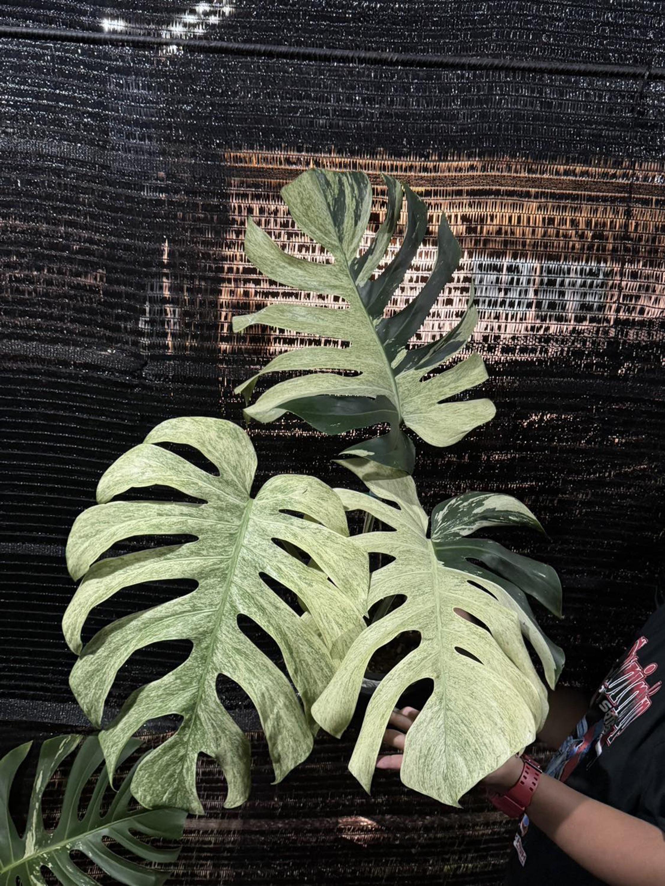philodendron malay gold standort Philodendron 'Malay Gold'