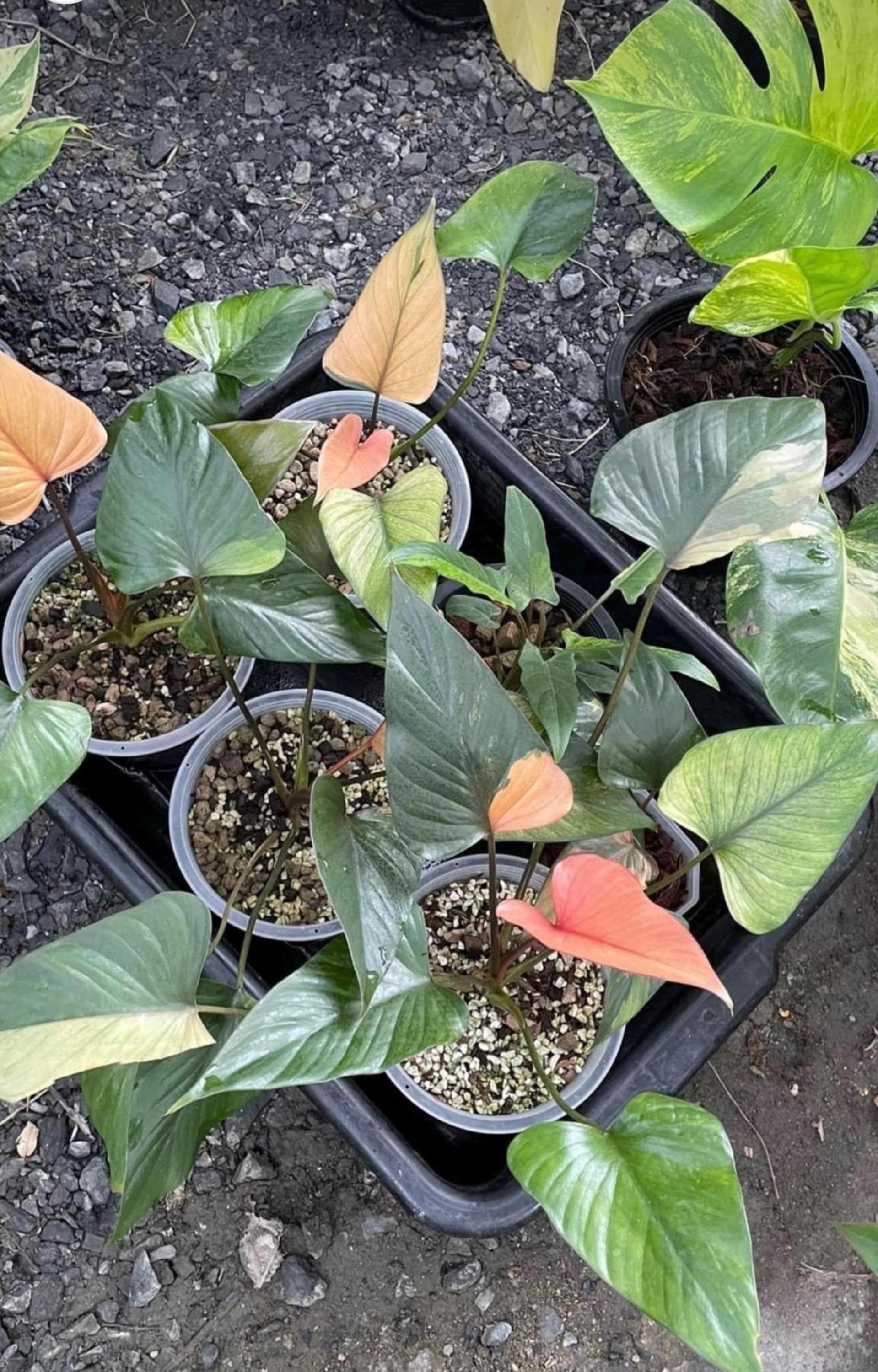 ホマロメナ ピンクダイヤモンド 斑入り 6インチポット 希少植物