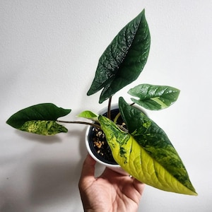 Alocasia Scalprum Variegated Tissue Culture -Aurea Scalprum High variegation Grower&#39;s choice (1 Plant/Glass Bottle, Bag)