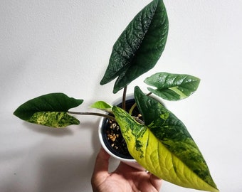 Różnobarwna Alocasia Scalprum - kultura tkanki Aurea, rzadka roślina tropikalna
