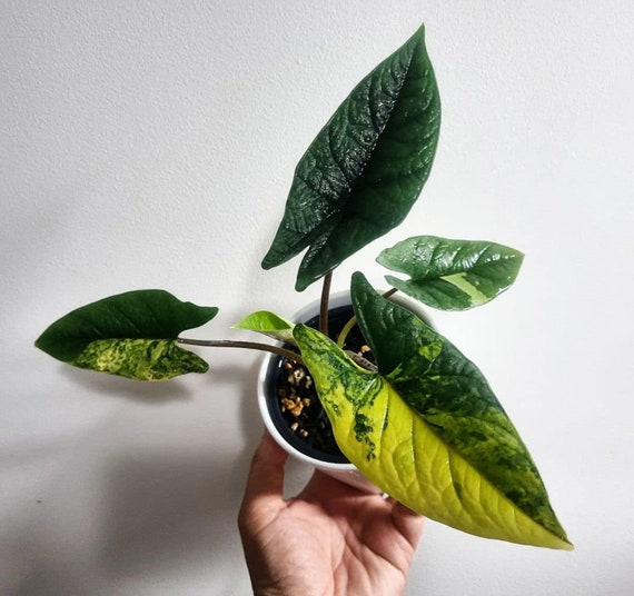 Variegated Alocasia Scalprum – Aurea Tissue Culture, Rare Tropical