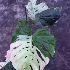Monstera Siam Mint - Etsy