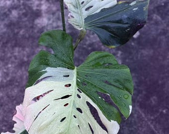 Monstera Deliciosa Sphinx Mint, 2 -3 leaves, Well variegation