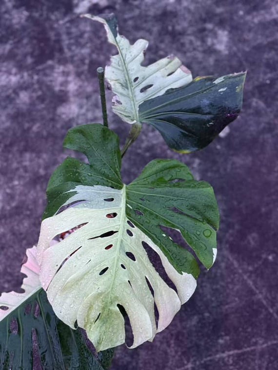 モンステラ　スフィンクス　ミント Monstera Deliciosa Sphinx Mint, 2 -3 Leaves, Well Variegation - Etsy