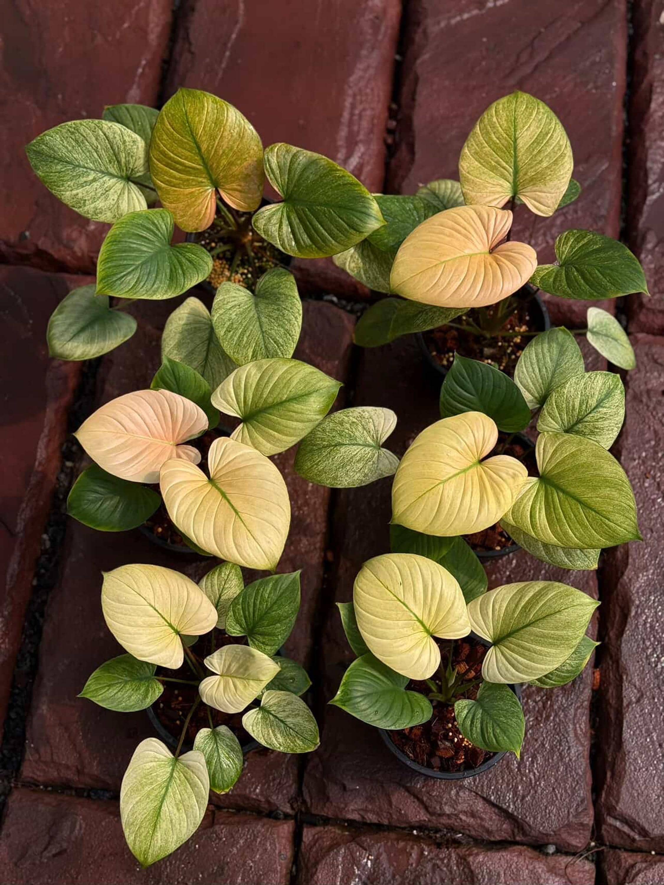 Homalomena Rubescens Mint Pink Variegated 6