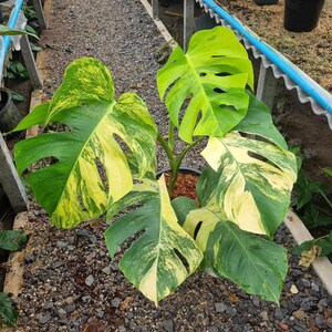 May include: A variegated Monstera plant with green and yellow leaves in a pot. The plant is sitting on a gravel surface.