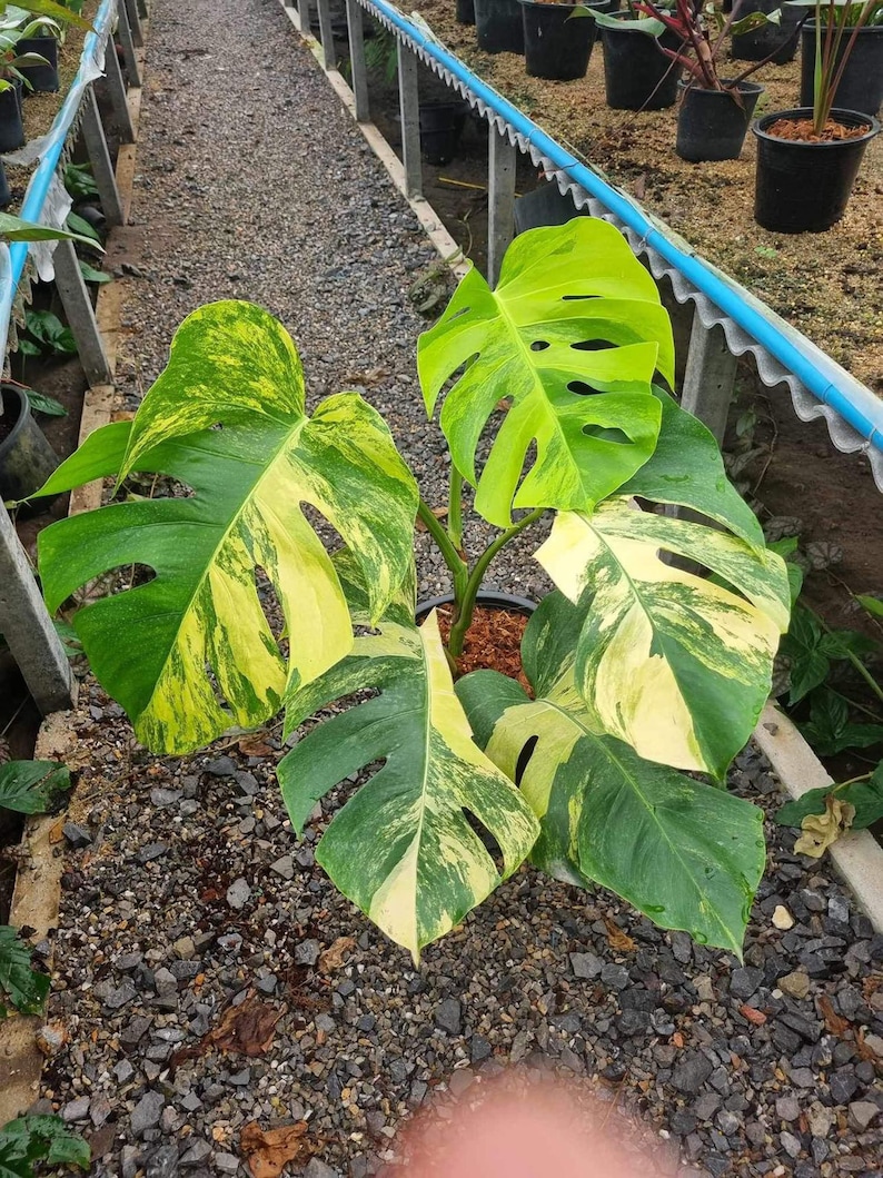 May include: A variegated Monstera plant with green and yellow leaves in a pot. The plant is sitting on a gravel surface.