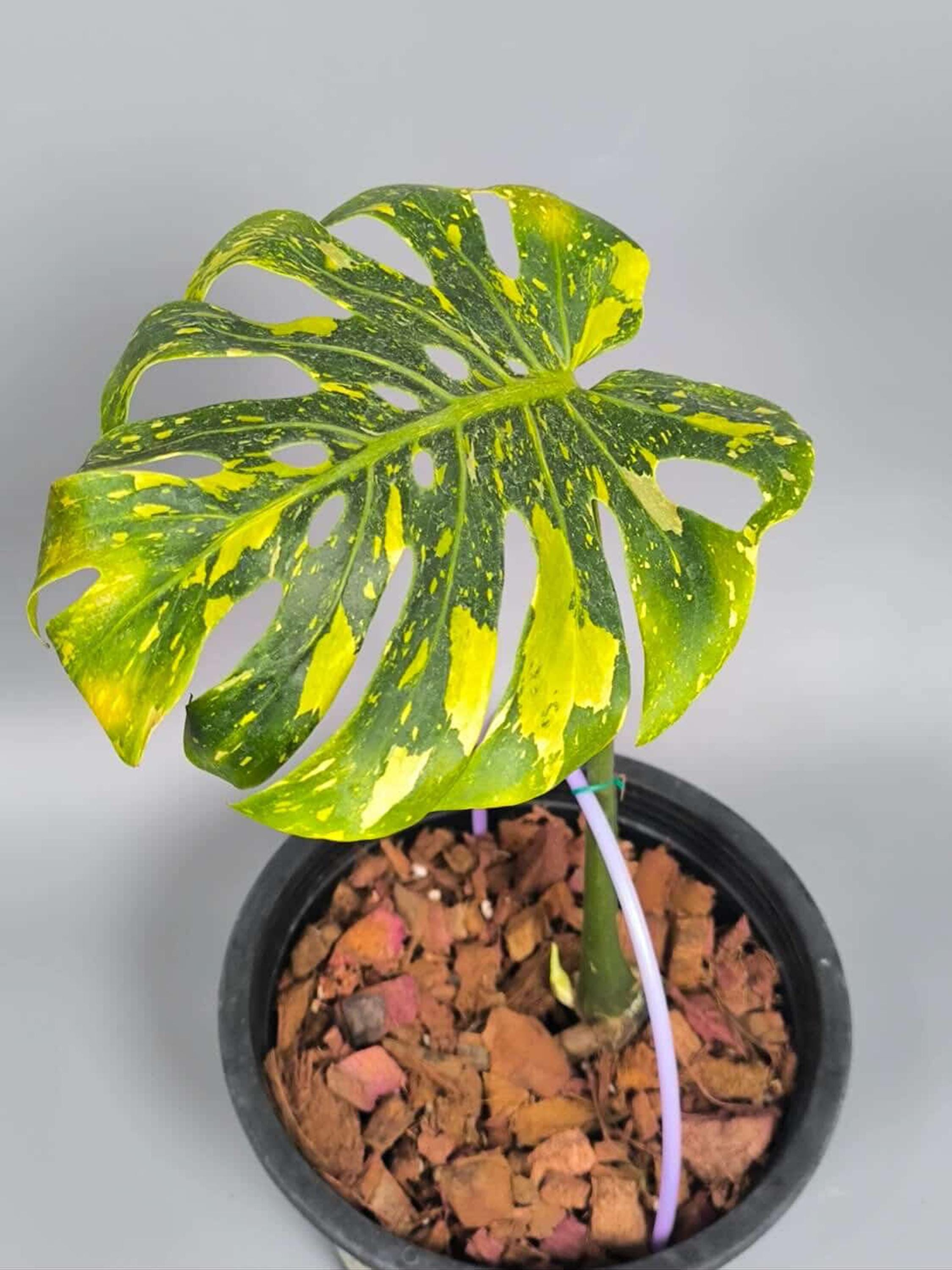 Monstera Deliciosa 