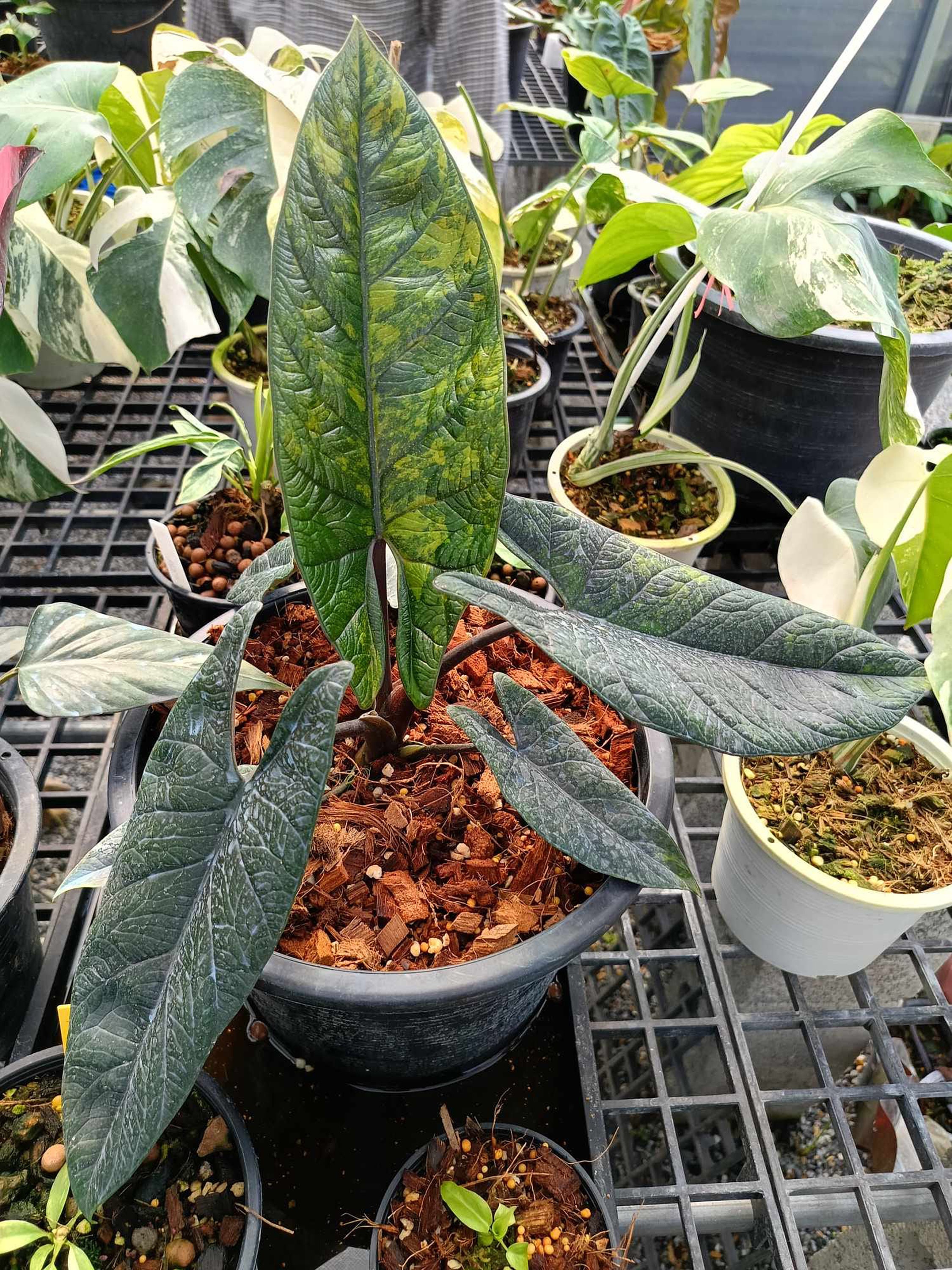 Variegated Alocasia Scalprum Plant | 4