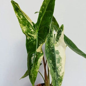 Alocasia longiloba variegated Planta inicial variegación del pozo - Elección del productor