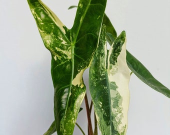 Alocasia longiloba variegated Starter Plant well variegation - Grower's choice