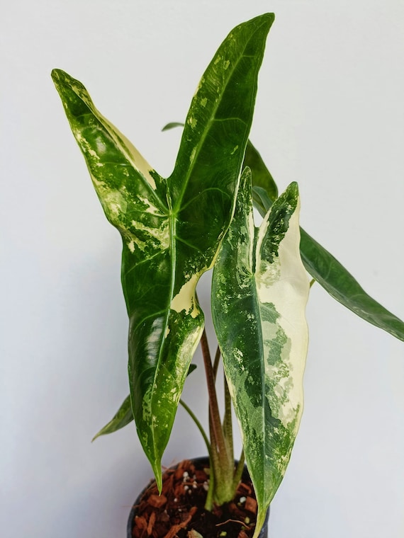 Alocasia Longiloba Variegated 4