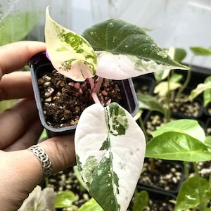 Variegated alocasia maharani - Etsy 日本