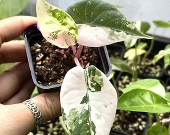 その他観葉植物 Alocasia Maharani Albo variegated Variegated Alocasia Maharani Albo - Rare Tissue Culture Plant - Etsy