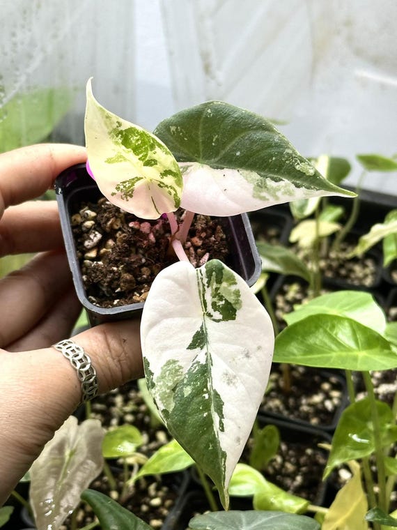 Variegated Alocasia Maharani Albo - Rare Tissue Culture