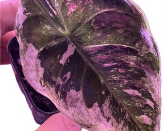 アロカシア・アズラニー ピンク斑入り 4インチ鉢植え 良質な斑入り