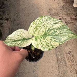Variegated Monstera Mint Plant | Deliciosa, Well Variegated (6"-8" Pot)